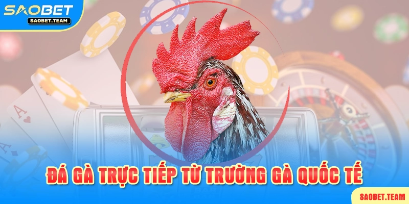 tìmhiểu sảnh đá gà saobet